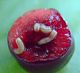 Western Cherry Fruit Fly